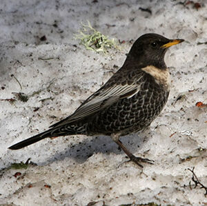 Ring Ouzel 
&copy; Florent Yvert
