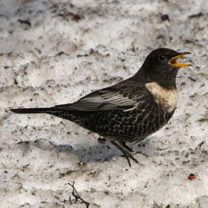 Ring Ouzel 
&copy; Florent Yvert