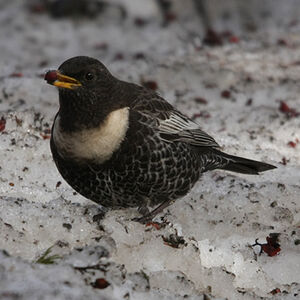 Ring Ouzel 
&copy; Florent Yvert
