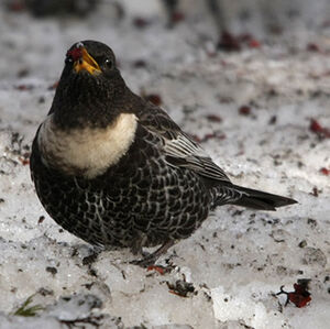 Ring Ouzel 
&copy; Florent Yvert
