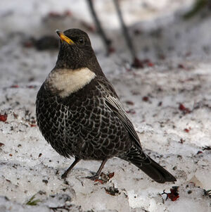 Ring Ouzel 
&copy; Florent Yvert