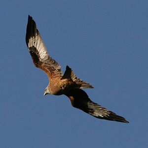 Red Kite