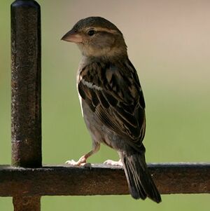House Sparrow 
&copy; Florent Yvert