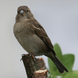 House Sparrow 
&copy; Florent Yvert