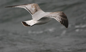Mouette m�lanoc�phale