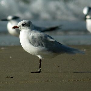 Mouette m�lanoc�phale
