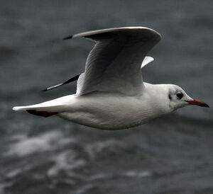 Mouette rieuse 
&copy; Florent Yvert