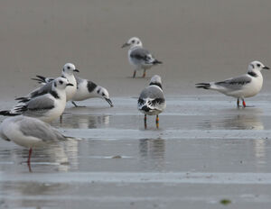 Mouette tridactyle 
&copy; Florent Yvert
