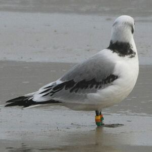 Mouette tridactyle 
&copy; Florent Yvert