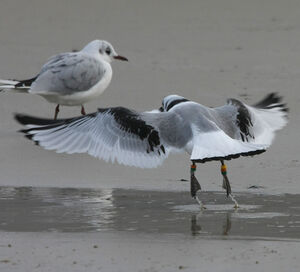Mouette tridactyle 
&copy; Florent Yvert