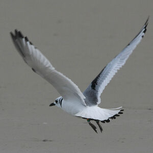 Mouette tridactyle 
&copy; Florent Yvert
