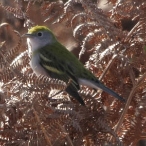 Paruline � flancs marron