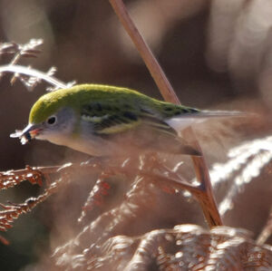 Paruline � flancs marron