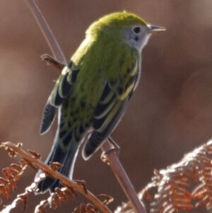 Paruline � flancs marron