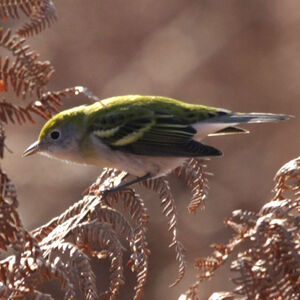 Chestnut-sided Warbler