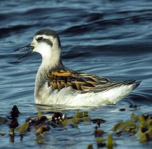 Phalarope � bec �troit 
&copy; Florent Yvert