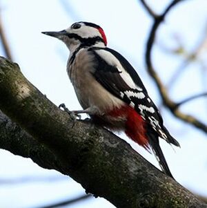 Great Spotted Woodpecker 
&copy; Florent Yvert