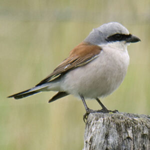 Red-backed Shrike 
&copy; Florent Yvert