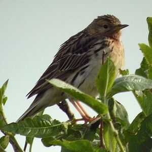 Pipit � gorge rousse
