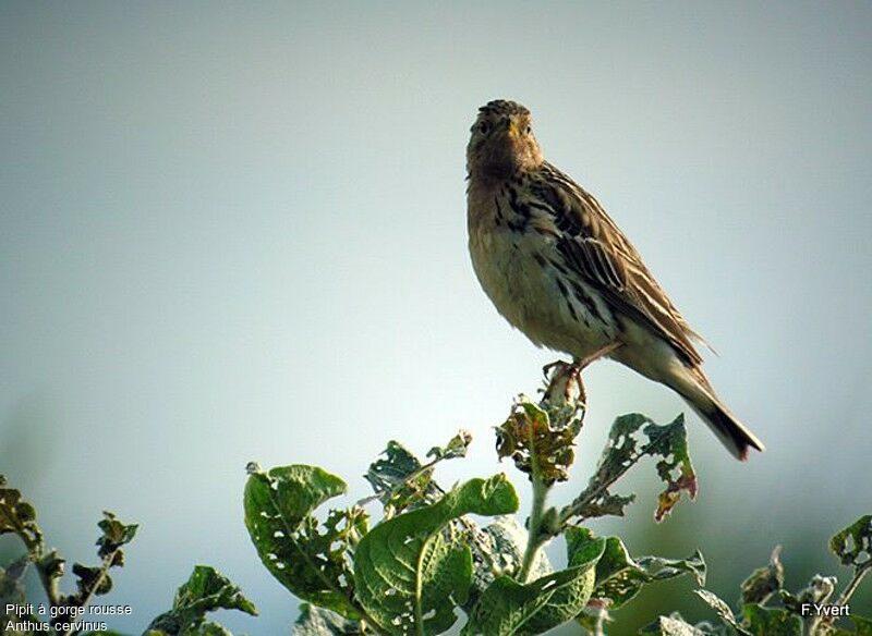 Red-throated Pipit, identification, song
