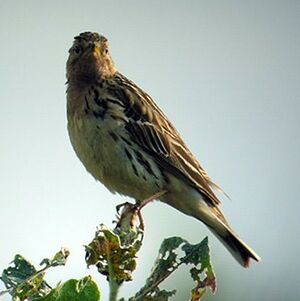 Pipit � gorge rousse