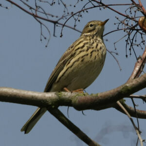 Meadow Pipit 
&copy; Florent Yvert