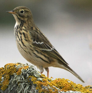 Meadow Pipit 
&copy; Florent Yvert