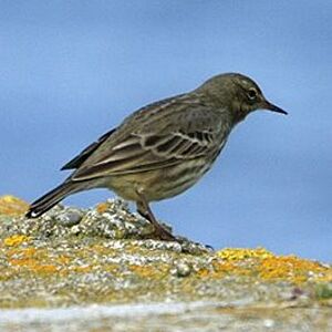 Eurasian Rock Pipit