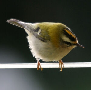 Common Firecrest 
&copy; Florent Yvert