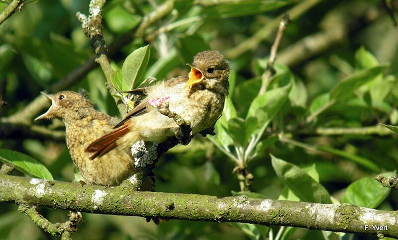 Common Redstartjuvenile, feeding habits, Reproduction-nesting, Behaviour