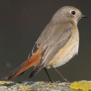 Common Redstart
