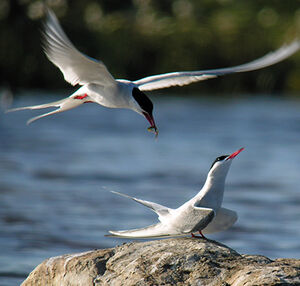 Arctic Tern 
&copy; Florent Yvert