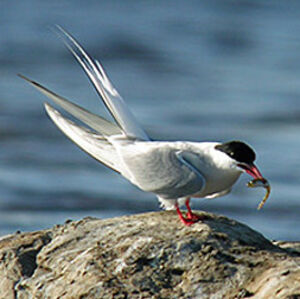 Arctic Tern 
&copy; Florent Yvert