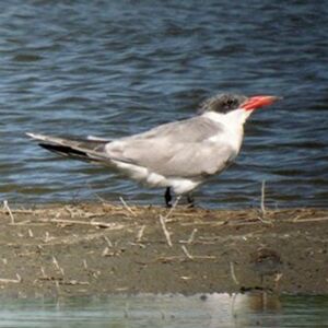 Caspian Tern 
&copy; Florent Yvert