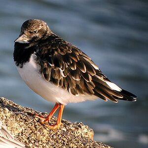 Ruddy Turnstone 
&copy; Florent Yvert