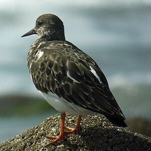 Ruddy Turnstone 
&copy; Florent Yvert