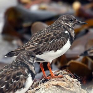 Ruddy Turnstone 
&copy; Florent Yvert