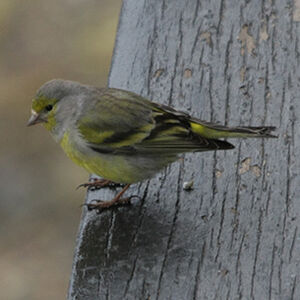 Citril Finch 
&copy; Florent Yvert