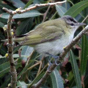 Red-eyed Vireo 
&copy; Florent Yvert