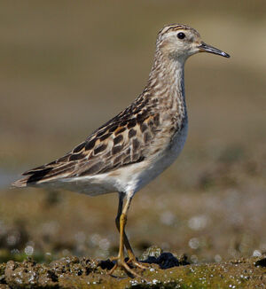 Long-toed Stint