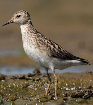 Long-toed Stint
