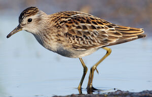 Long-toed Stint