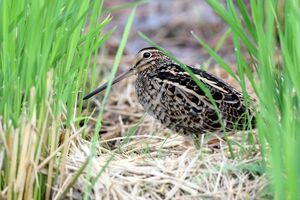 Common Snipe