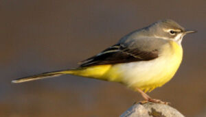 Grey Wagtail 
&copy; Franck Ambrosini
