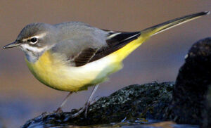 Grey Wagtail 
&copy; Franck Ambrosini