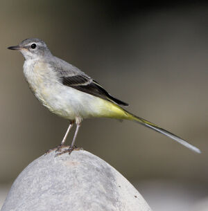 Grey Wagtail 
&copy; Franck Ambrosini
