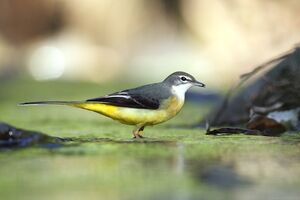 Grey Wagtail
