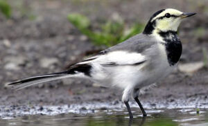 Black-backed Wagtail