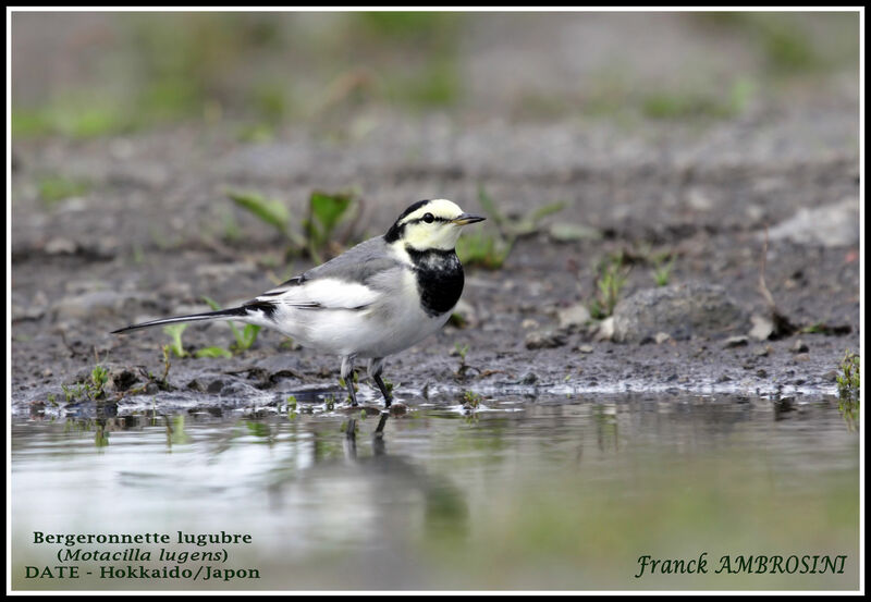 White Wagtail (lugens)adult post breeding