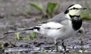 Black-backed Wagtail